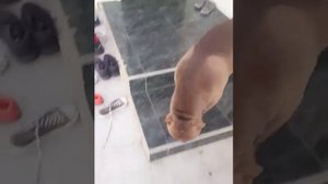 Питбуль провинился