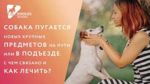 Собака пугается новых крупных предметов на пути или в подъезде. С чем это связано и как лечить?