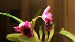 Cattleya Flower Opening - Time lapse