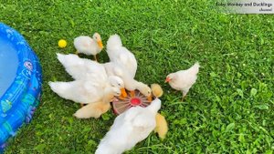 Baby Yoda with Ducklings in the pool | Daily Duck Routine