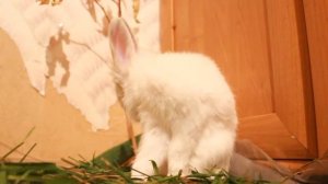 Как умывается кролик