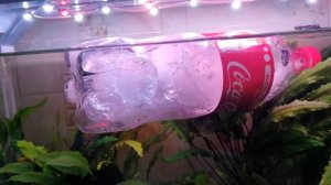 Снижаю температуру воды в аквариуме.