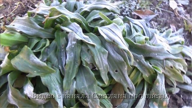 Лилия кандидум или лилия Белоснежная Что делать с листьями на зиму смотреть онлайн