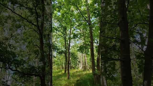 Идеальное рабочее место 😍🌳🌿