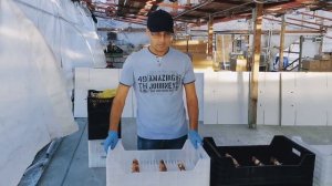 Гидропонные ящики | Сравнение Российских и Голландских