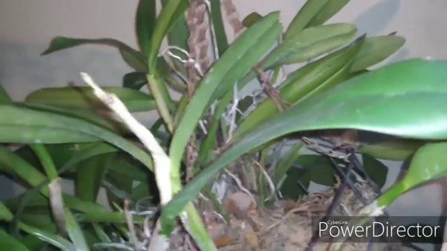 Spotlight Saturdays #10 Huge Specimen Cattleya Update "Big Mama" смотреть онлайн