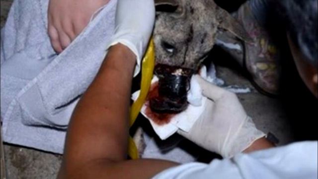 Пёс просил помощи у прохожих, но никто не обращал на него внимания! смотреть онлайн