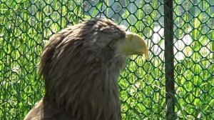 Красивая птица - Орлан белохвостый.