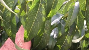 Супер урожай персика ПОСОЛ МИРА 2018 / peach crop "Ambassador of Peace"