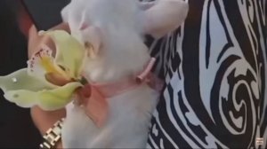 "Колени согнуты, руки вдоль туловища". Преступление в семье ЛОШАГИНЫХ