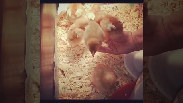 10 Day Old ISA BROWN Chicks - Backyard Chickens смотреть онлайн