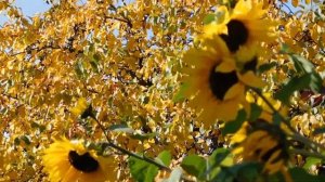 Красивые подсолнухи