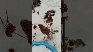 Нужно ли укрывать метельчатую гортензию на зиму,и что делать с черенками зимой? Ответы здесь!!!
