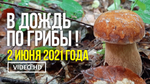 В ДОЖДЬ ПО ГРИБЫ !  2 июня 2021года. Сбор белых грибов, подберёзовиков, рамарии жёлтой.