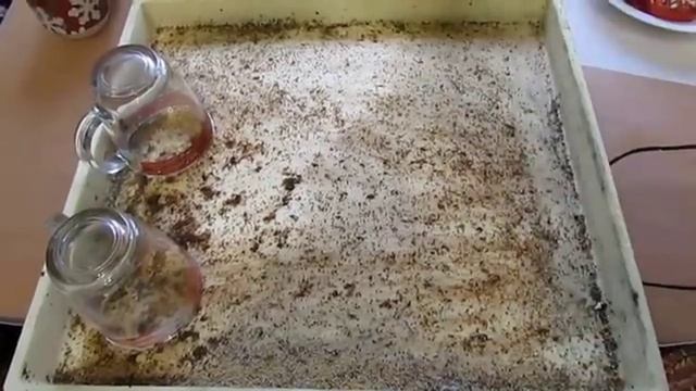 основная ошибка пчеловода при обработке пчел от клеща Варроа приводящая к слету пчел и их гибели осе