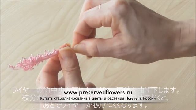 Стабилизированные растения. Солидаго от Florever