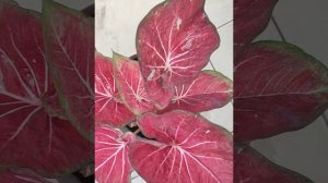 Thai Caladium