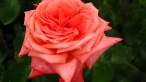 Роза Фройде