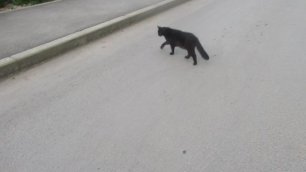 Кот гуляет, животные.