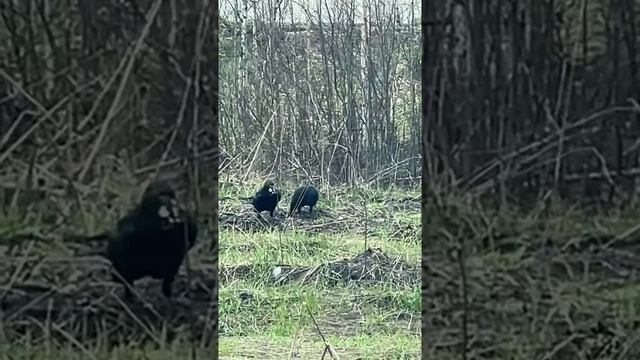 Два ворона за обедом. Подпустили необычно близко.