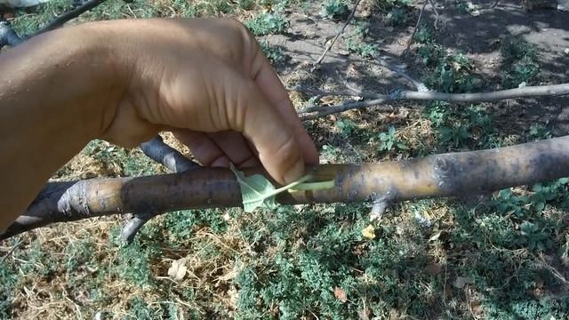 КАК ПРИВИТЬ  ЯБЛОНЮ ОСЕНЬЮ / ОСЕННЯЯ ОКУЛИРОВКА / ПРИВИВКА ПОЧКОЙ