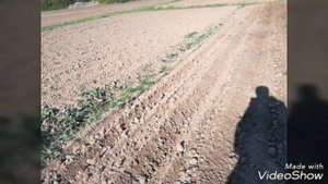 Первая посадка картошки с помощью минитрактора