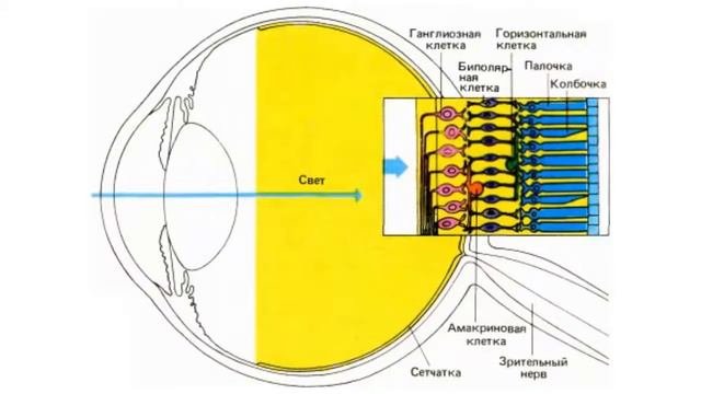 СЕЧАТКА человеческого глазавсе тайны раскрыты