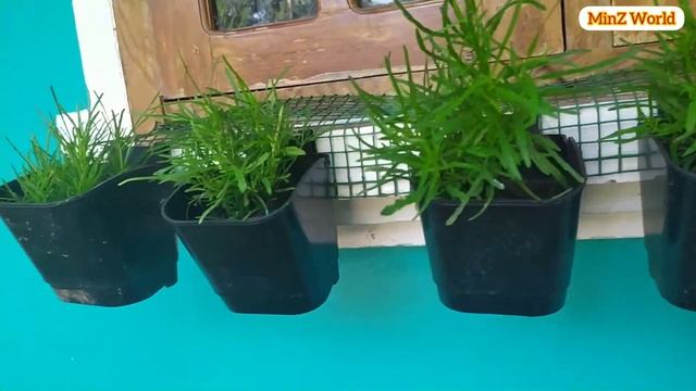 FAST GROWING HANGING PLANTS| Hemigraphis Repanda || Garden സുന്ദരമാക്കാം || grass || Dragon' Tongue
