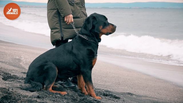 ROTTWEILER Breed 101: The Loyal Guardian of Your Family смотреть онлайн