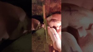 Рожа у свиней! как бороться, лечить в условиях ЛПХ.                 18 декабря 2022 г.