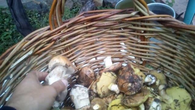 Печенеги , небольшоый урожай грибов смотреть онлайн