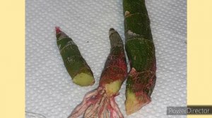 Как спасти орхидеи Катасетум или как помочь ОРХИДЕЕ, если можно.