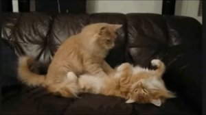 Старый конь борозды не портит.прикольн.