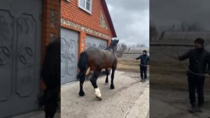 цыганские лошади г курск продаётся .