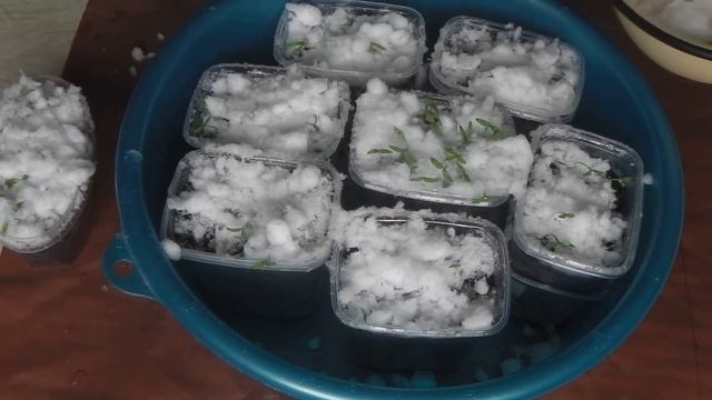 СУПЕР ЗАКАЛИВАНИЕ РАССАДЫ ТОМАТОВ С ПОМОЩЬЮ СНЕГА смотреть онлайн