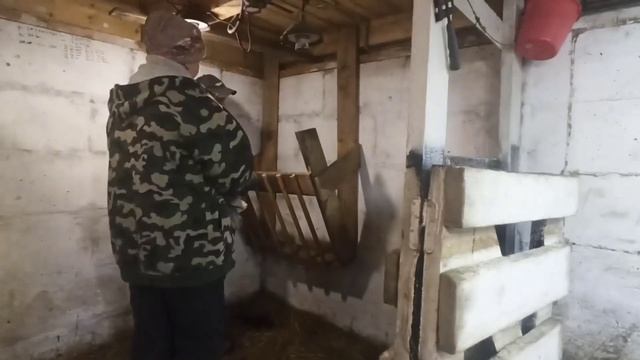 Всех пристроили на зимовку/Освободили место для КОЗ/Поставили бычка в стойло/ смотреть онлайн