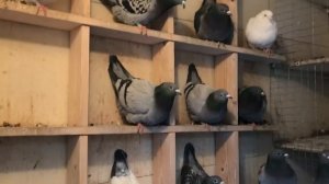 Спортивные голуби самки 2018г.