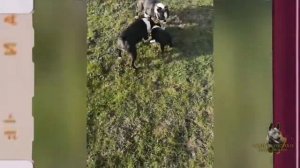 Thai ridgeback dog puppies play outside