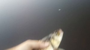 Голавль