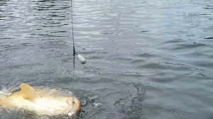 Как на что ловить карпа в ноябре? Секреты ловли карпа в ноябре!