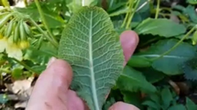 Hohe Schlüsselblume - Blätter - 06.04.18 (Primula elatior) - Wildpflanzen-Bestimmung смотреть онлайн