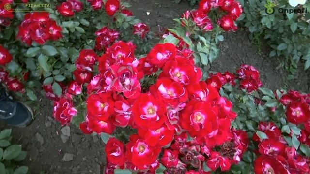 Цветение розы Патрик Пуавр д'Арвор (Никитская). смотреть онлайн