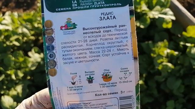 белый и жёлтый РЕДИС - плюсы и минусы в выращивании