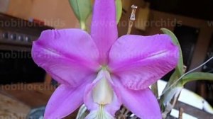 Cattleya nobilior