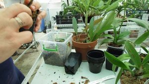 Растения полученные с Филипин посадка. Dendrochilum hampelii и Coelogyne usitana