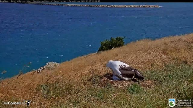 Королевский альбатрос. Учимся кушать - The Royal albatross. Learning to eat смотреть онлайн