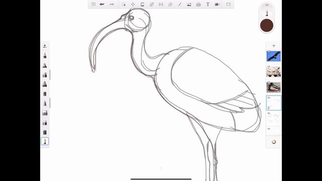 Видео–урок «Птицы Древнего Египта в программе SketchBook pro» смотреть онлайн