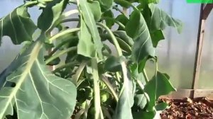 Стоит ли выращивать брюссельскую капусту
