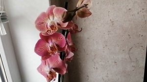 Орхидея, ура, купила прекрасный сорт. Леко Фантастик.