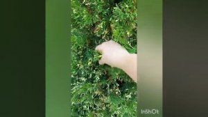 Туи западные для северных регионов.